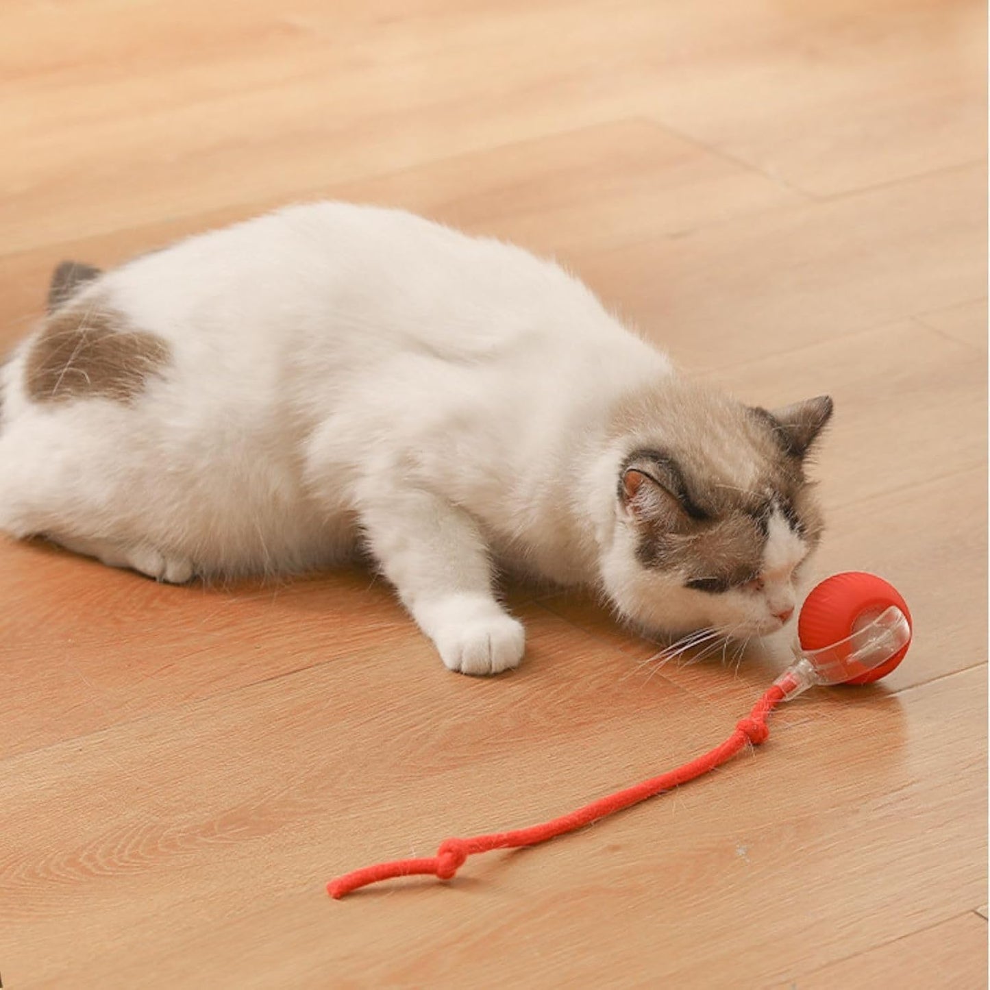ShopKrafted Interactive Rolling Cat & Dog Toy